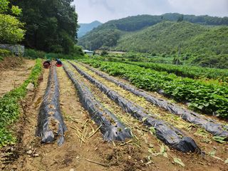 드래곤 님의 배추 · 영농일지 작성글 사진