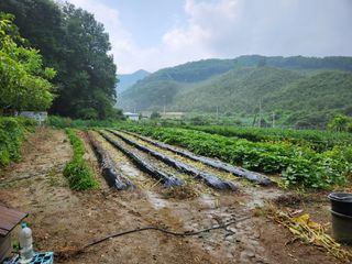 드래곤 님의 배추 · 영농일지 작성글 사진