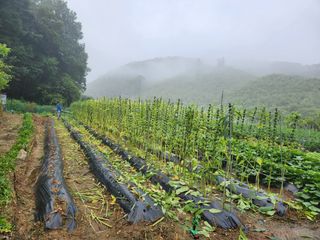 드래곤 님의 참깨 · 영농일지 작성글 사진