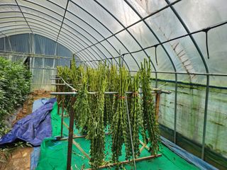 드래곤 님의 참깨 · 영농일지 작성글 사진