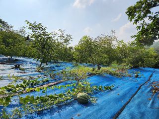 김영옥님의 기타작물 · 영농일지 작성글 사진