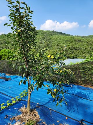 김영옥님의 기타작물 · 영농일지 작성글 사진