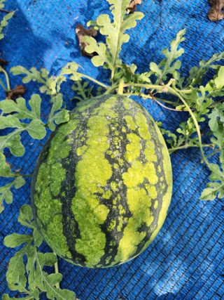 김영옥님의 기타작물 · 영농일지 작성글 사진