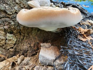 김영옥님의 기타작물 · 영농일지 작성글 사진