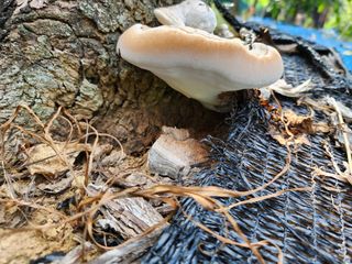 김영옥님의 기타작물 · 영농일지 작성글 사진