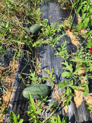 김영옥님의 기타작물 · 영농일지 작성글 사진