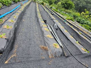 최연재님의 배추 · 영농일지 작성글 사진