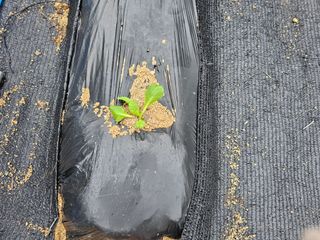 최연재님의 배추 · 영농일지 작성글 사진