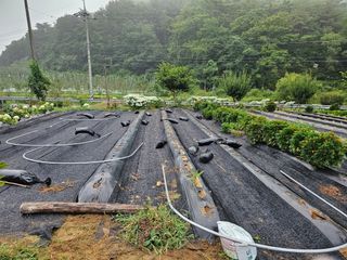 최연재님의 배추 · 영농일지 작성글 사진