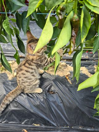 권춘화님의 고추 · 영농일지 작성글 사진