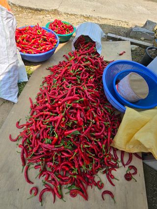 권춘화님의 고추 · 영농일지 작성글 사진