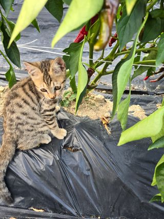 권춘화님의 고추 · 영농일지 작성글 사진