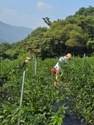 권춘화님의 고추 · 영농일지 작성글 사진