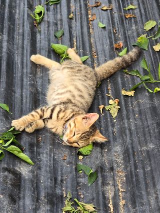 권춘화님의 고추 · 영농일지 작성글 사진