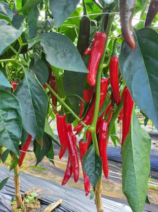 연천댁님의 자유주제 · 자유게시판 작성글 사진