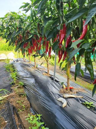연천댁님의 자유주제 · 자유게시판 작성글 사진