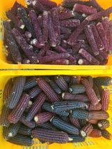 팜모닝 옥수수·영농일지 게시글 이미지