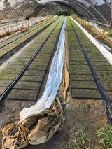 팜모닝 파·영농일지 게시글 이미지