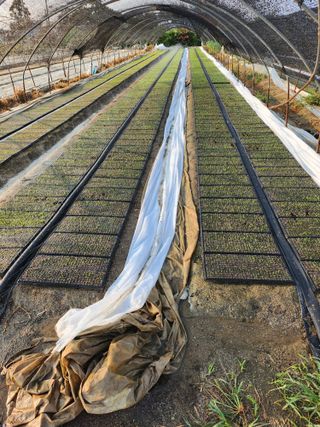 진기섭님의 파 · 영농일지 작성글 사진