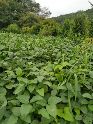 전병일님의 콩 · 영농일지 작성글 사진