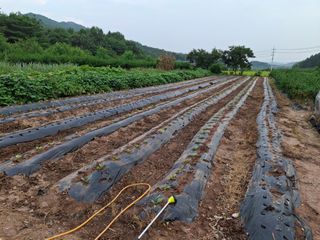 장희봉님의 배추 · 영농일지 작성글 사진