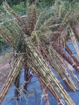 파키드&움메님의 자유주제 · 자유게시판 작성글 사진