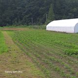 팜모닝 들깨·영농일지 게시글 이미지