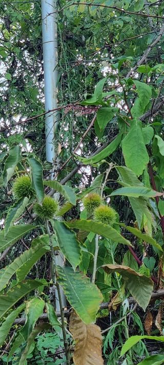 보민님의 들깨 · 영농일지 작성글 사진