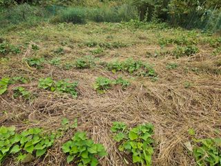 솔바람 님의 기타작물 · 영농일지 작성글 사진