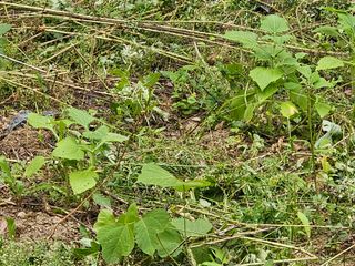 솔바람 님의 기타작물 · 영농일지 작성글 사진