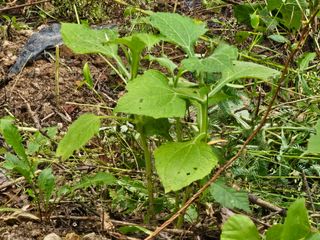 솔바람 님의 기타작물 · 영농일지 작성글 사진