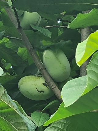 김현숙 블루베리 작두콩님의 자유주제 · 사진전 작성글 사진