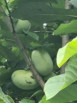 김현숙 블루베리 작두콩님의 자유주제 · 사진전 작성글 사진