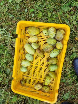 김현숙 블루베리 작두콩님의 자유주제 · 사진전 작성글 사진