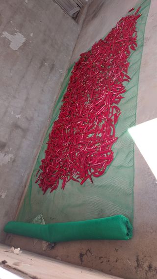 국화옆에서님의 고추 · 영농일지 작성글 사진