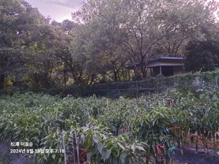 이효순님의 고추 · 영농일지 작성글 사진