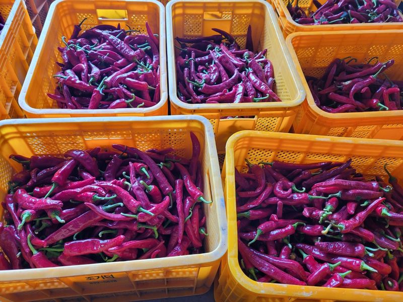 사과청일농원🍎님의 장터 판매 상품 [27년도 최상급 건고추 고추가루(매콤)] 첨부 사진