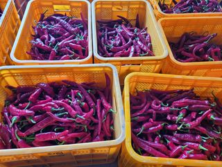 사과청일농원🍎님의 작성글 사진