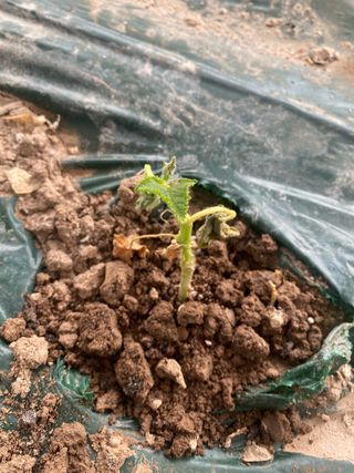 오린이님의 오이 · 병해충상담 작성글 사진