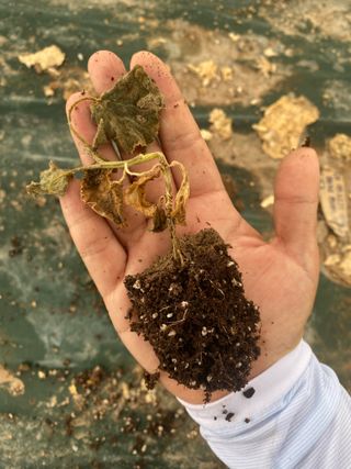 오린이님의 오이 · 병해충상담 작성글 사진