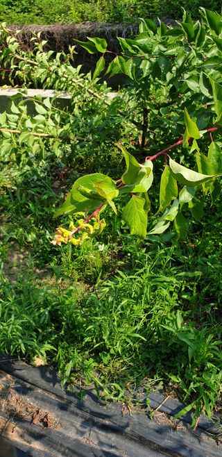 구지뽕입사단풍점님의 매실 · 병해충상담 작성글 사진