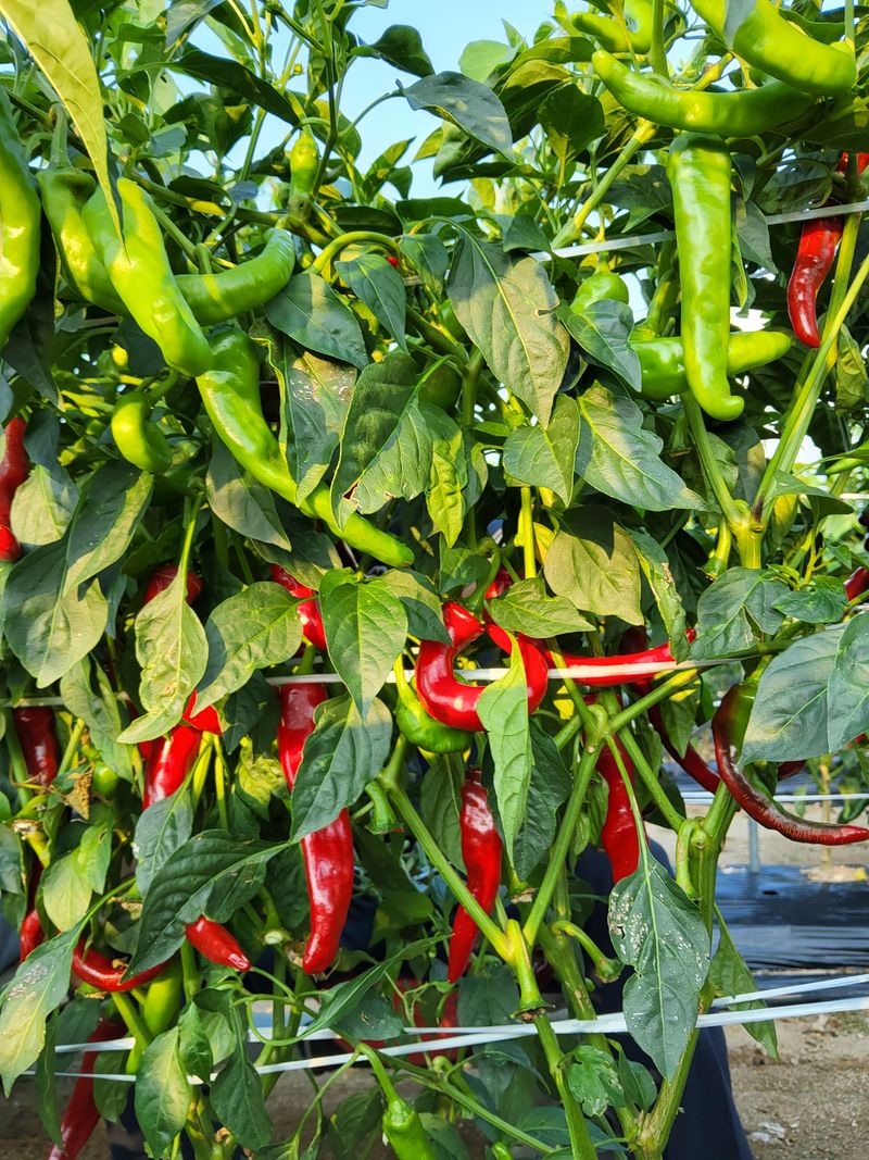 강화도농민님의 장터 판매 상품 [강화도 고추가루] 첨부 사진