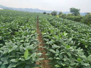 서명석님의 들깨 · 영농일지 작성글 사진