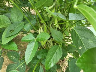 서명석님의 들깨 · 영농일지 작성글 사진