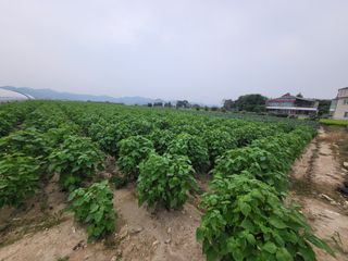 서명석님의 들깨 · 영농일지 작성글 사진