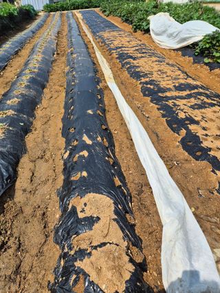 곰새끼님의 배추 · 영농일지 작성글 사진