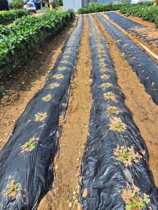 곰새끼님의 배추 · 영농일지 작성글 사진