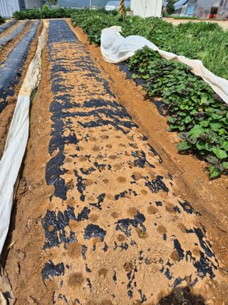 곰새끼님의 배추 · 영농일지 작성글 사진