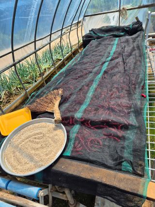 곰새끼님의 배추 · 영농일지 작성글 사진