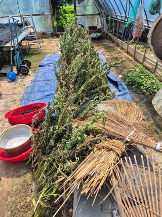 곰새끼님의 배추 · 영농일지 작성글 사진